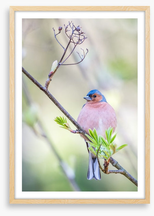 Finch of spring