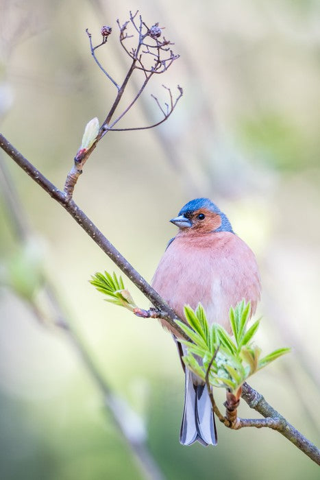 Finch of spring