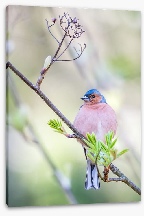 Finch of spring