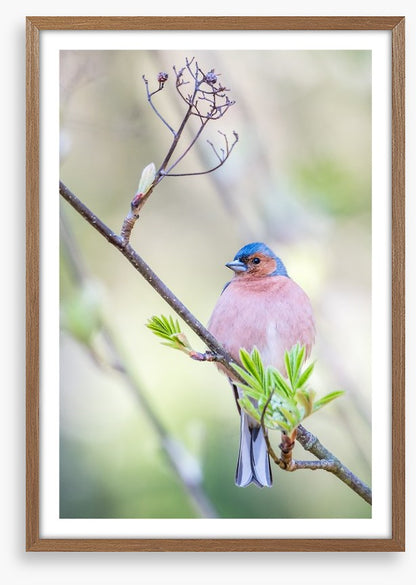 Finch of spring