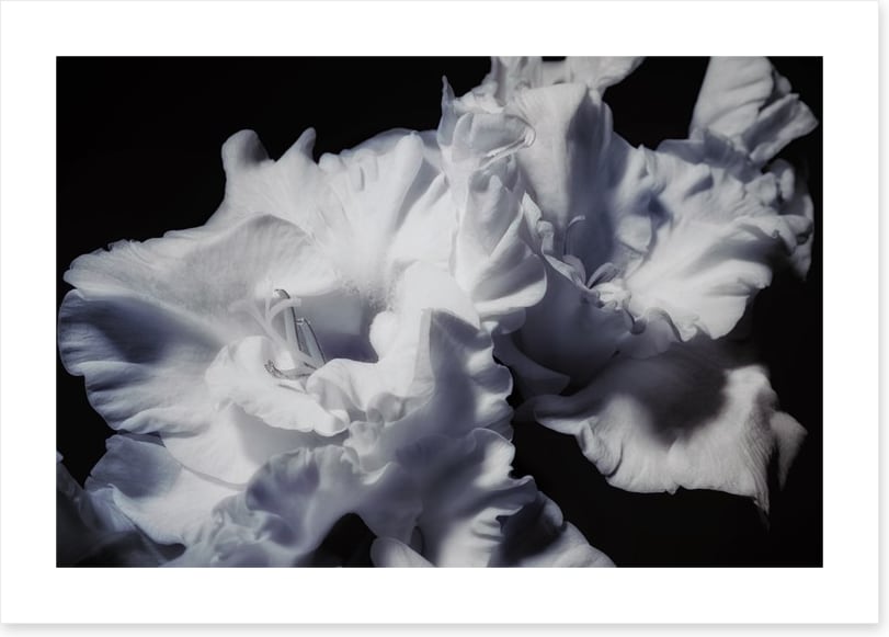Gladiolus glory