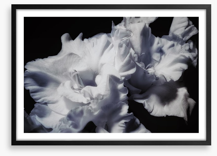 Gladiolus glory