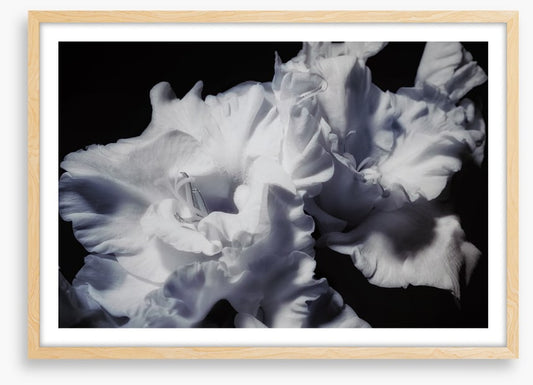 Gladiolus glory