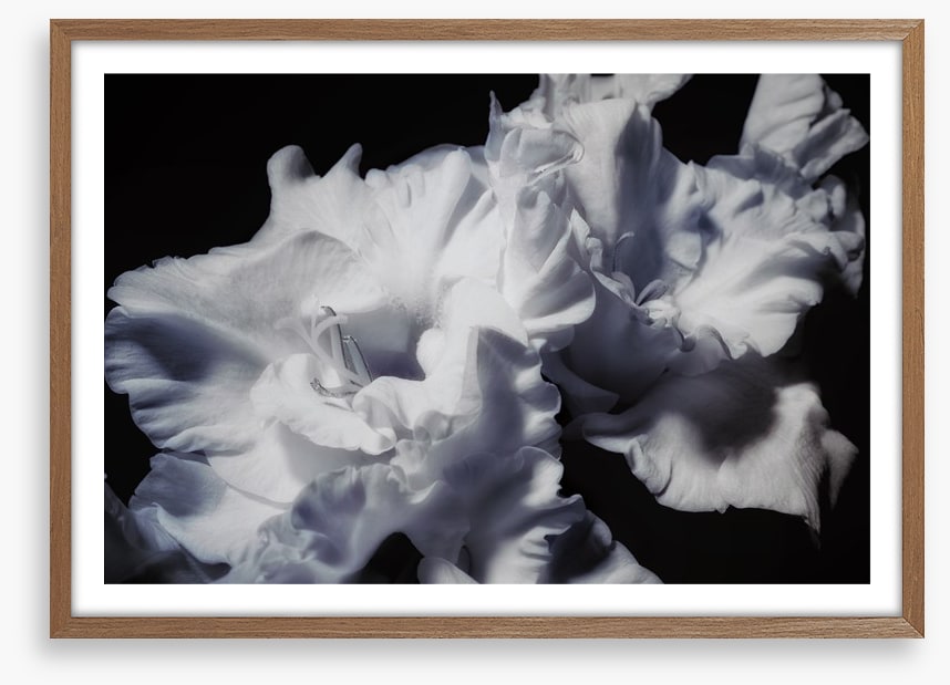 Gladiolus glory