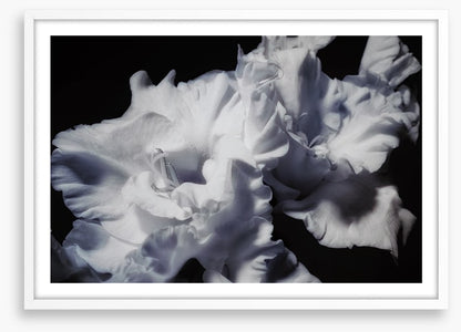 Gladiolus glory