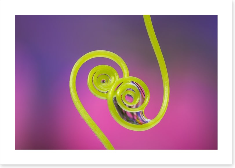 Touching tendrils