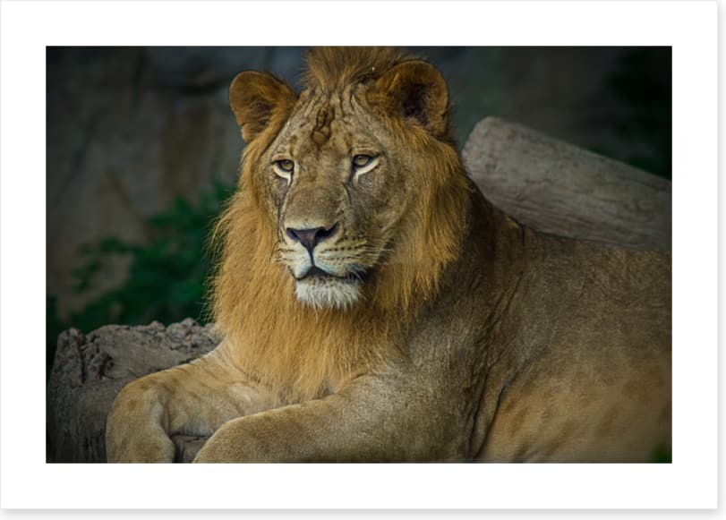 Mufasa mullet
