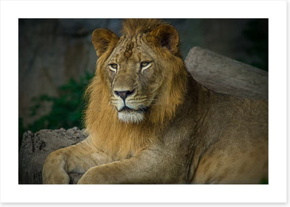 Mufasa mullet