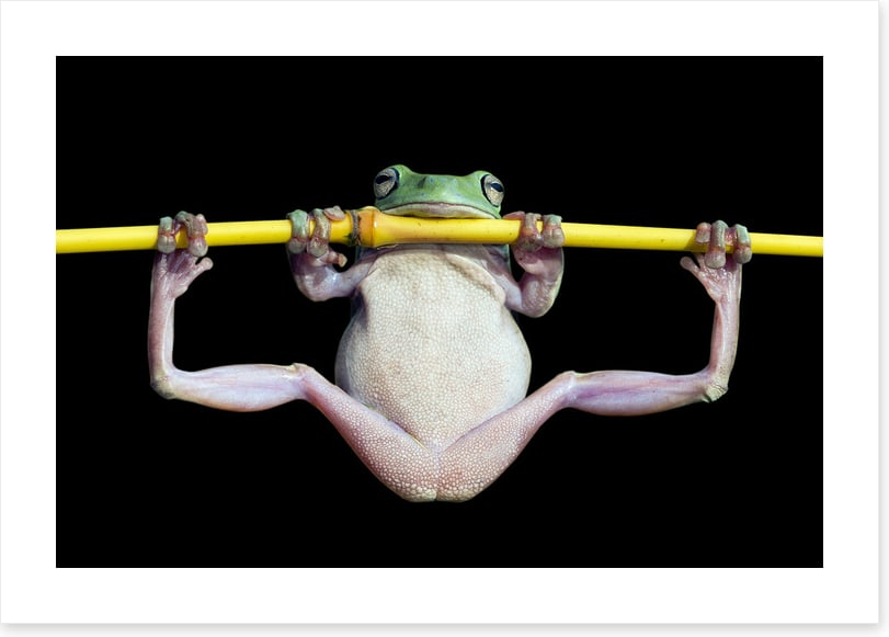 The trapeze artist