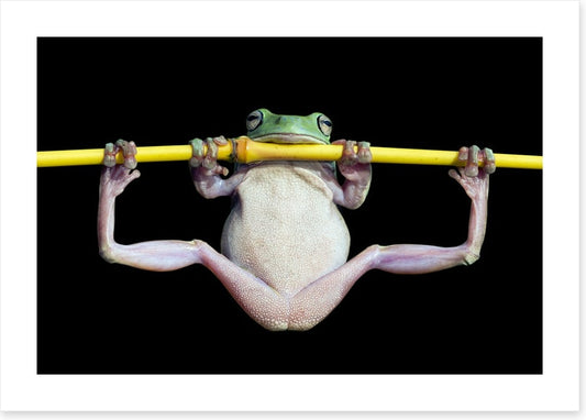 The trapeze artist