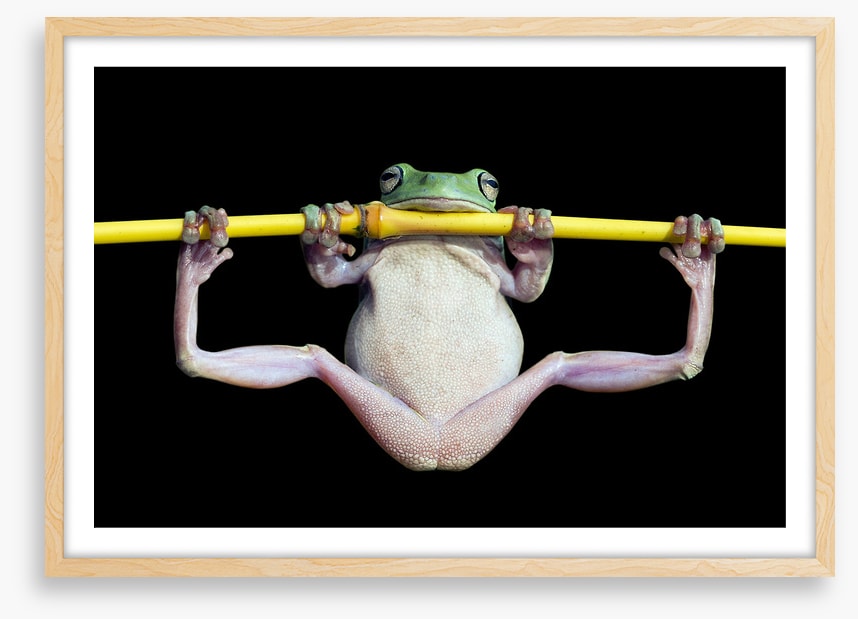 The trapeze artist
