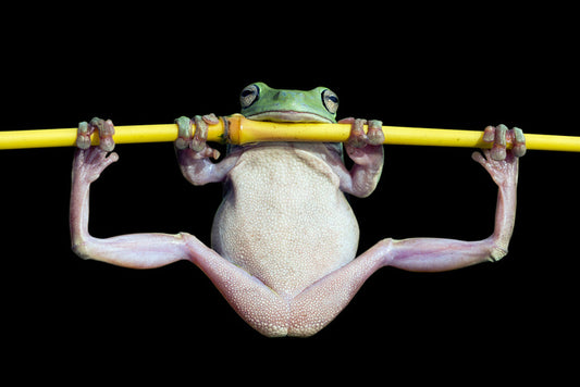 The trapeze artist