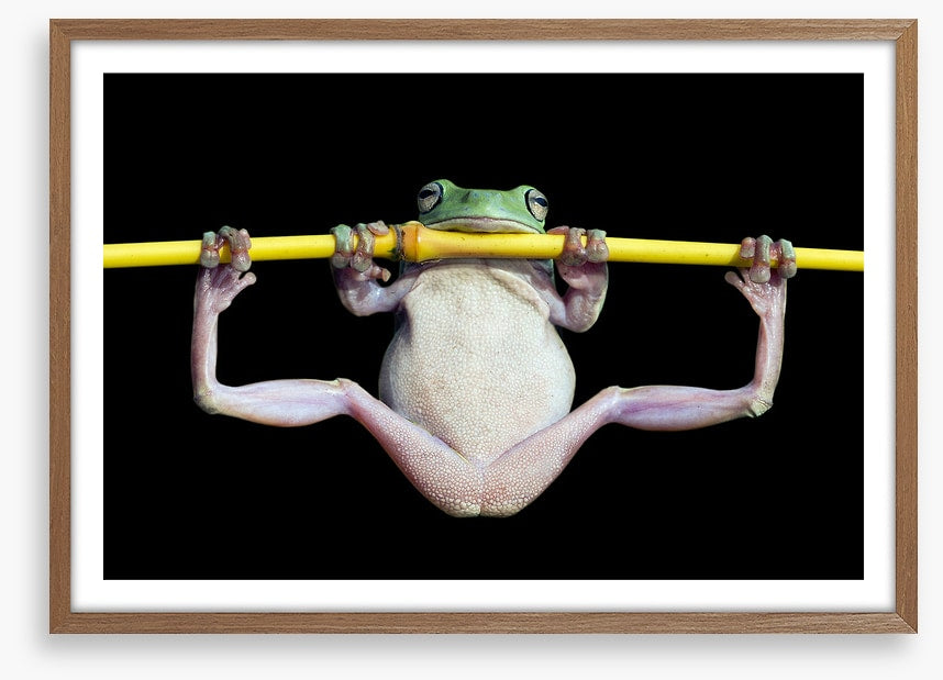 The trapeze artist