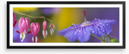 Pretty petals panorama