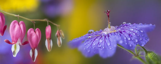 Pretty petals panorama