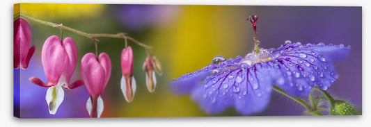 Pretty petals panorama