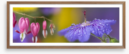 Pretty petals panorama