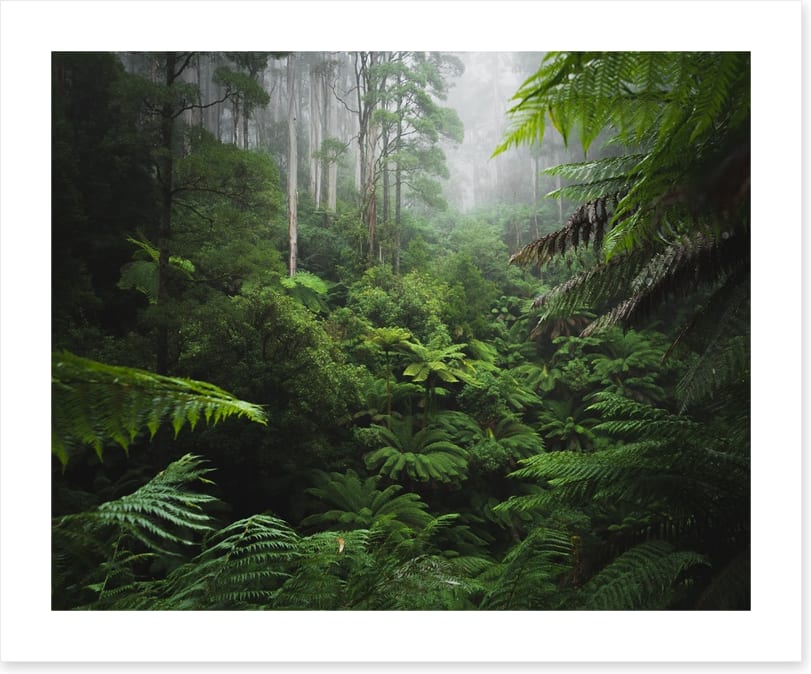 Rainforest ferns