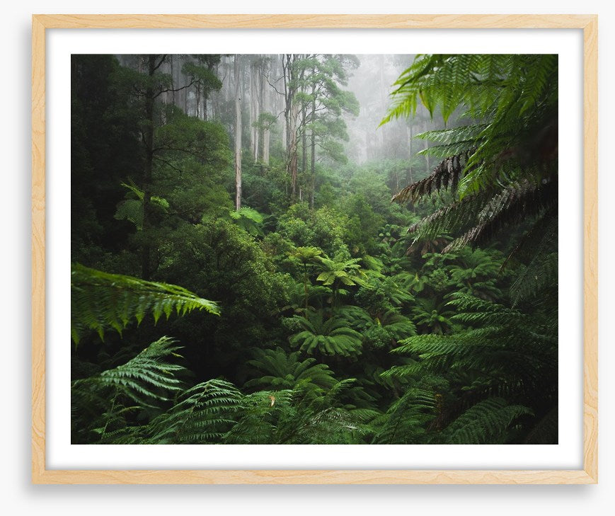 Rainforest ferns