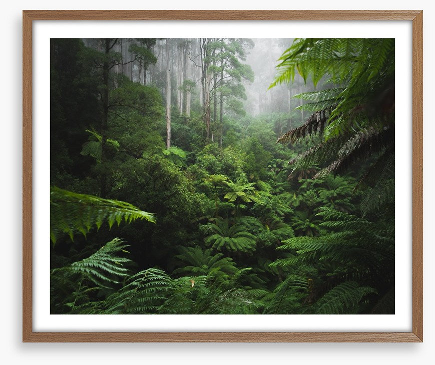 Rainforest ferns