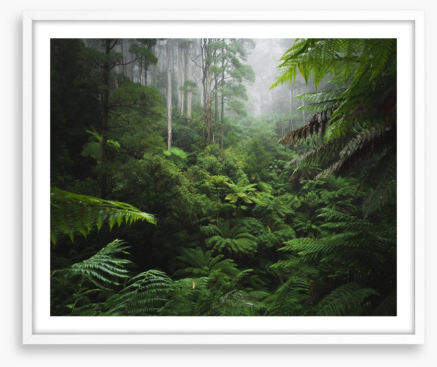 Rainforest ferns