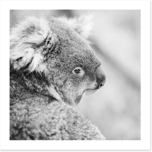 Sad koala