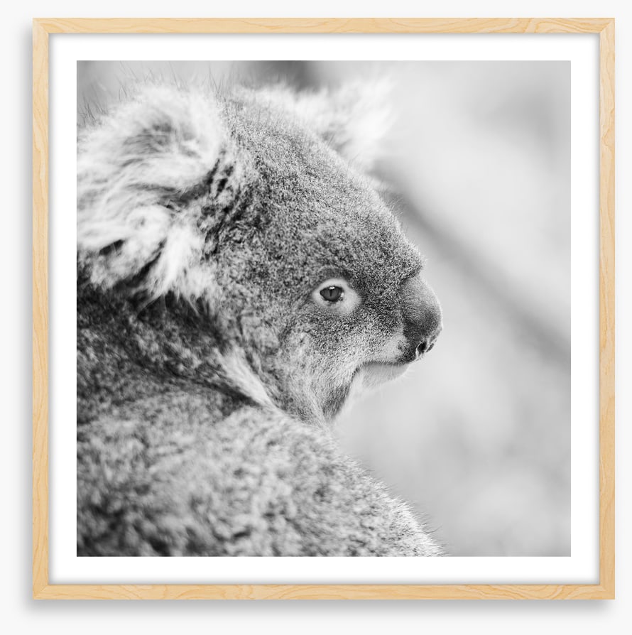 Sad koala