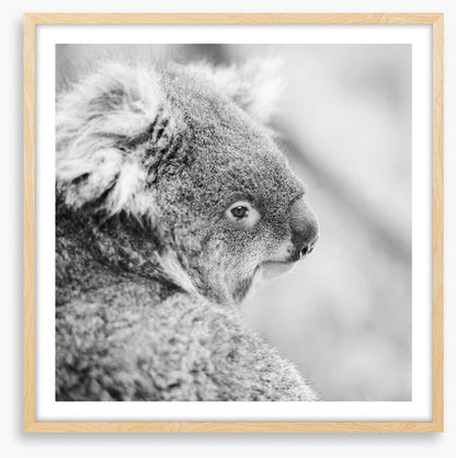 Sad koala