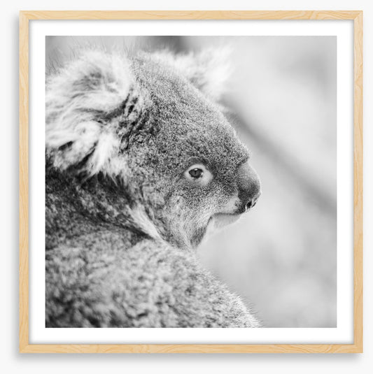 Sad koala