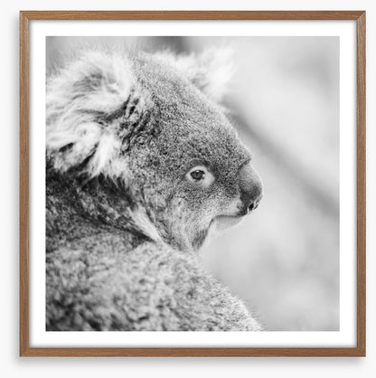 Sad koala