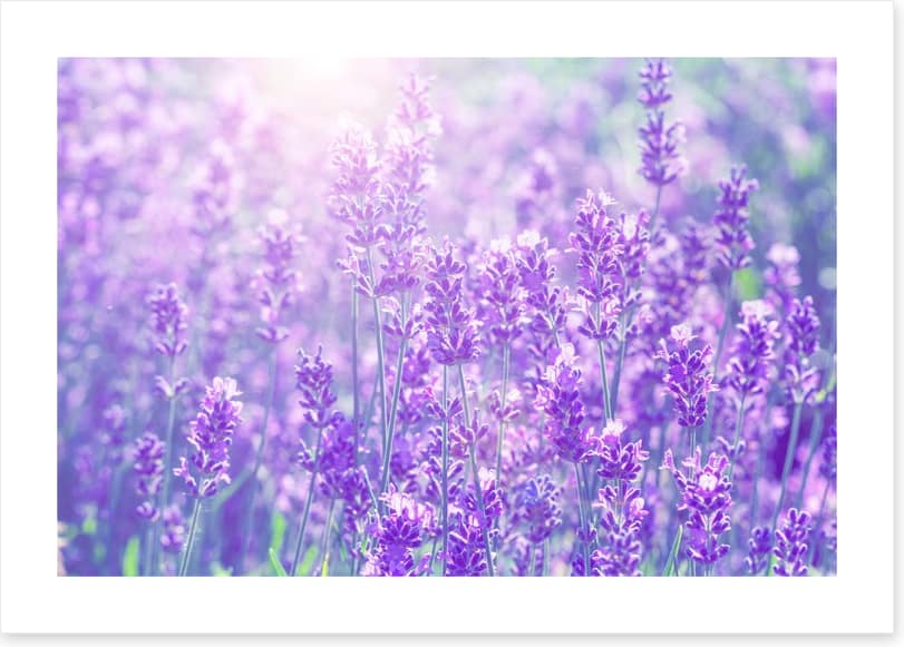 Lavender sunlight