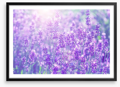 Lavender sunlight