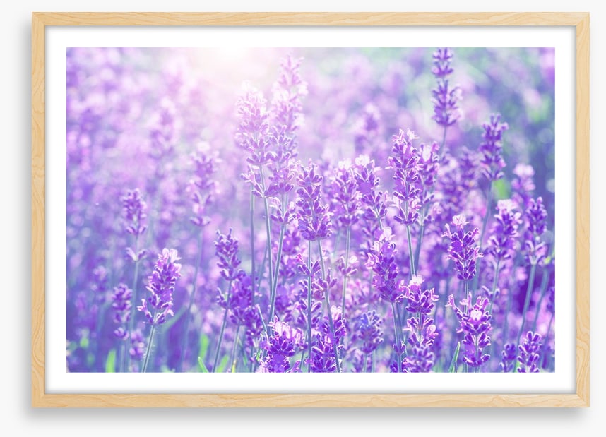 Lavender sunlight