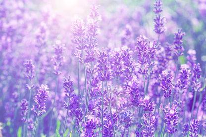 Lavender sunlight