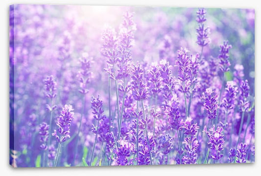 Lavender sunlight