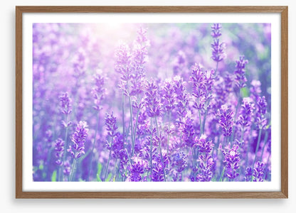 Lavender sunlight