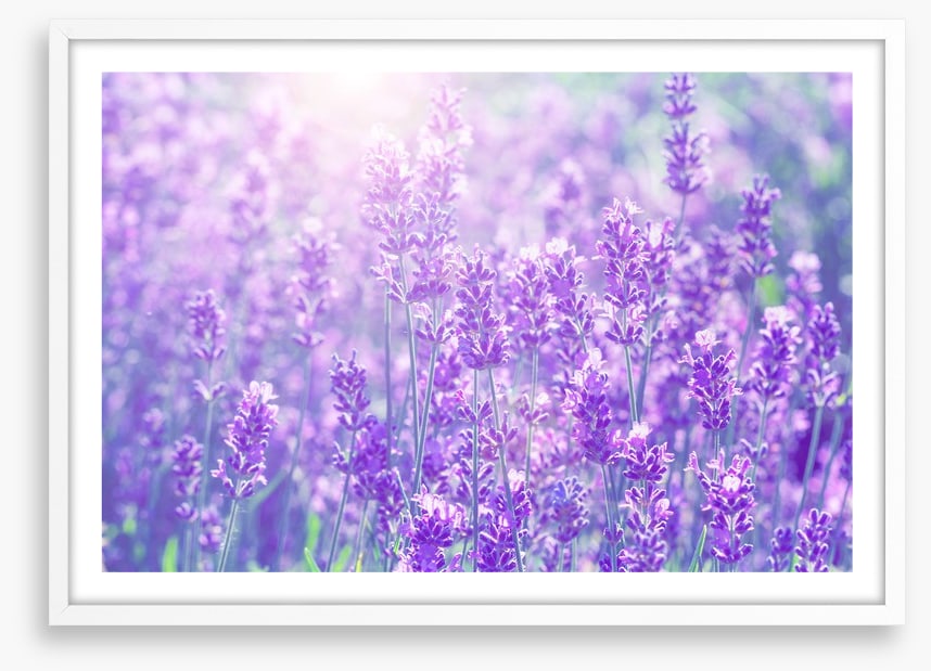 Lavender sunlight