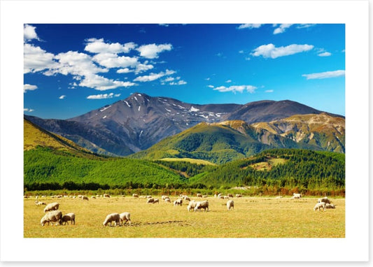 Sunshine graze