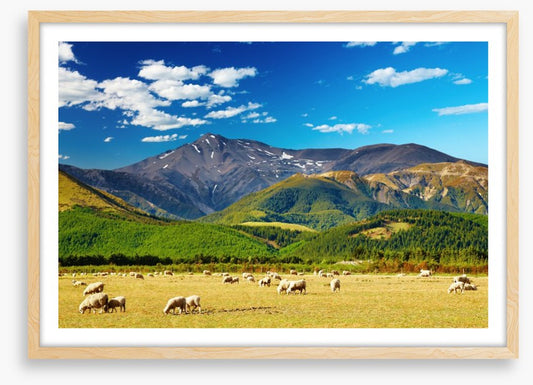 Sunshine graze