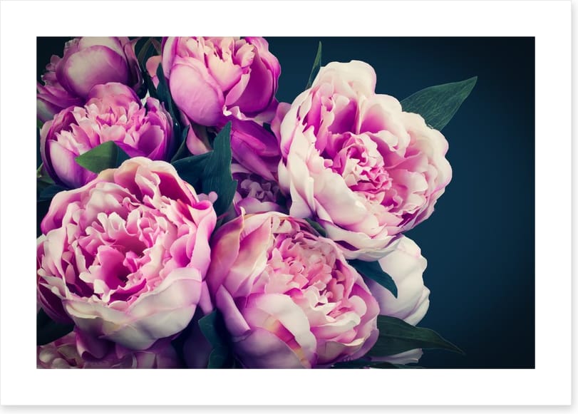 Peony flowers