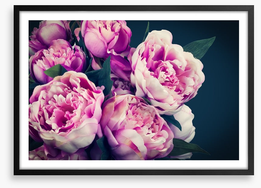 Peony flowers
