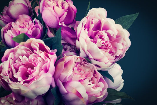 Peony flowers
