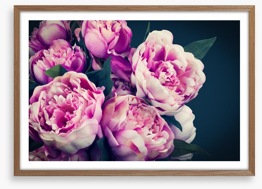 Peony flowers