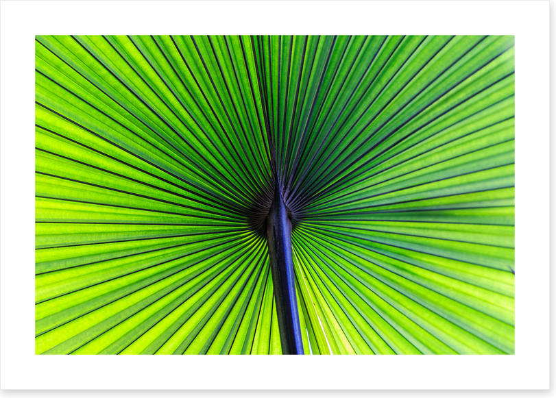Leaves