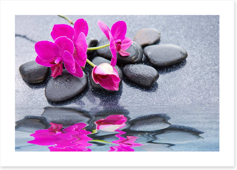 Pink petal reflections