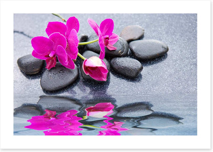 Pink petal reflections