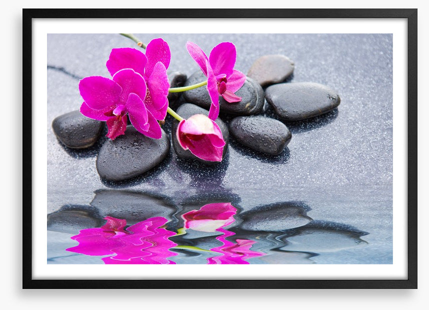 Pink petal reflections