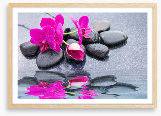 Pink petal reflections