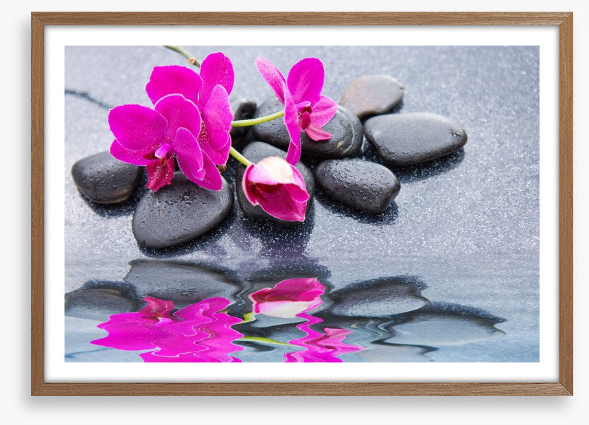 Pink petal reflections