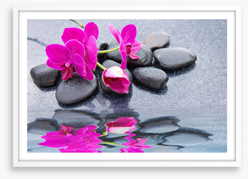 Pink petal reflections